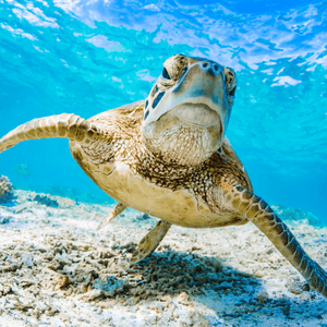 Turtle Swimming