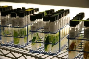 Algal Nursery Test Tube