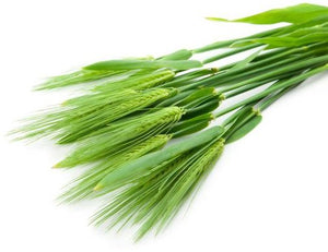 Barley Grass