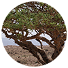 Boswellia carterii stem bark resin