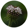 Dipsacus japonicus root