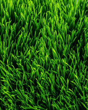 Green Nutritionals Organic Superfoods Benefits 1