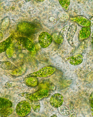 Green Nutritionals Yaeyama Pacifica Chlorella Benefits 2