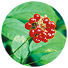Panax pseudoginseng root