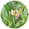 Spatholobus suberectus stem