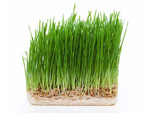 Wheat Grass
