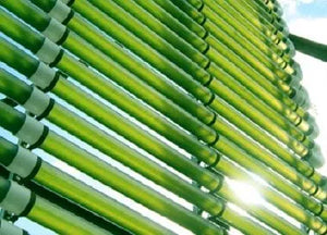 phyto bioreactor