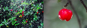 vitamin c acerola