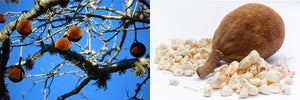vitamin c baobab