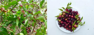 vitamin c camu-camu