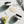 Load image into Gallery viewer, Intensive Body Cream with lime