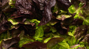 5 Reasons Why You Should Include More Leafy Greens In Your Diet