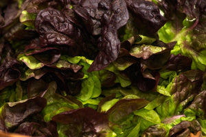 5 Reasons Why You Should Include More Leafy Greens In Your Diet