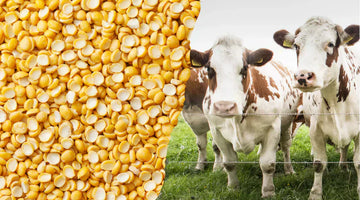 The Great Protein Debate: Why Pea Protein Outshines Whey