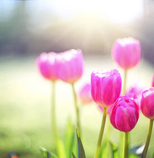 Wild About Spring and being prepared for a strong immunity & hayfever