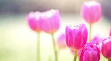 Wild About Spring and being prepared for a strong immunity & hayfever