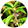 Mentha arvensis herb oil
